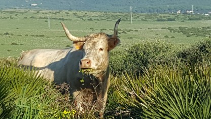 Cattle at Bolonia nr Baelo Claudia