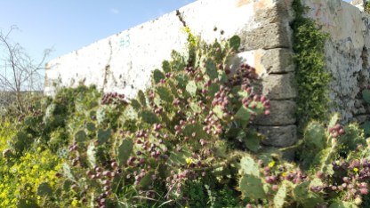 Impressive cacti in the ruins of Santa Catalina castle